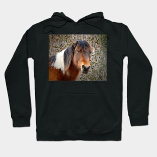 Assateague Island Pony Patricia Irene Hoodie